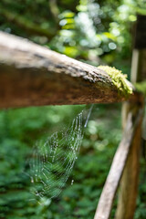 Spider web in the wood. Sunny day on the flowers meadow. Blur beautiful natural background for wallpaper. Wild plants in nature