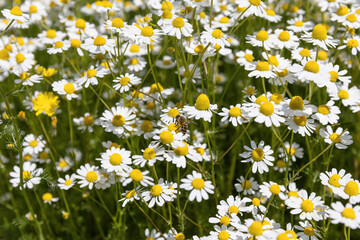 White wildflower of Matricaria chamomilla or Matricaria recutita or wild blue chamomile or scented mayweed in the field, alternative medicine use or herbal tea, green background