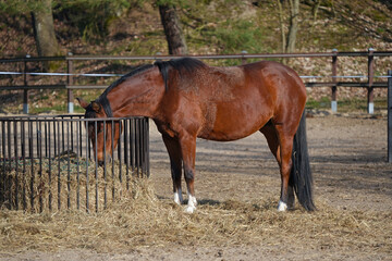 Obraz premium Chestnut-coloured horse in the animal pen eating hay from the manger