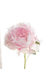 Soft pink petals open, showcasing the peony's intricate textures in bright sunlight