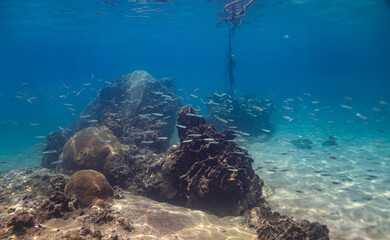 underwater scene with coral reef