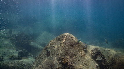 underwater scene with coral reef