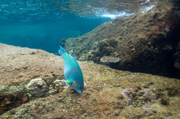coral reef in the blue sea