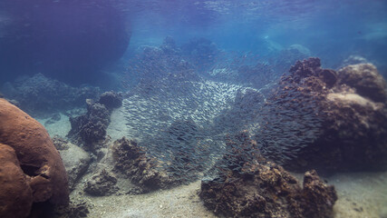 underwater scene with coral reef