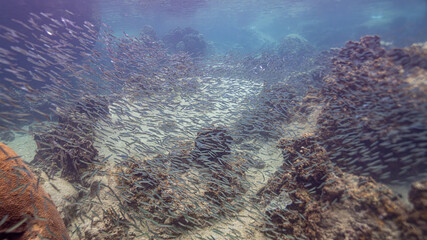coral reef with fish