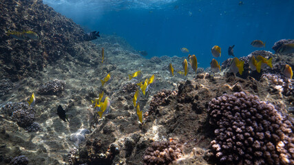 underwater scene with coral reef