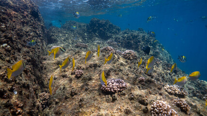 underwater scene with coral reef