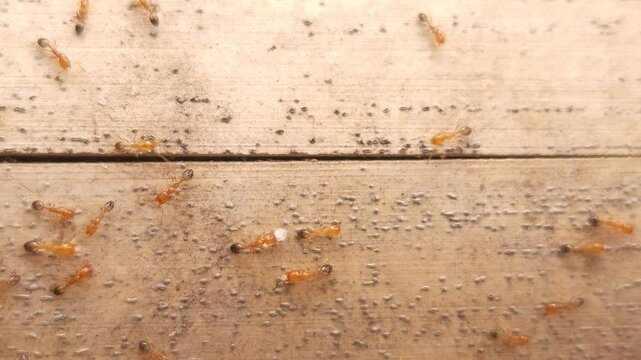 Ants on the ground
