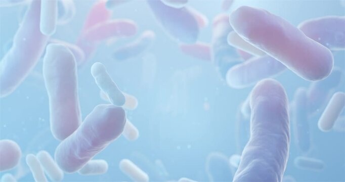 bacterium Lactobacillus under microscope in motion, probiotic Lactobacillus, Lactobacillus acidophilus, looped 3d rendering of Beneficial Microorganisms