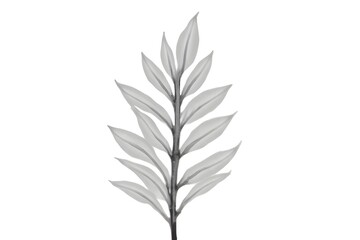 Elegant Monochrome Plant Branch Isolated on White Background