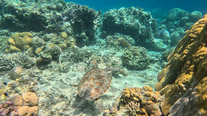 Sea turtle swimming gracefully near a vibrant coral reef underwater