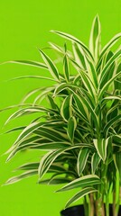 Fototapeta premium Green plant, studio shot, bright background, home decor