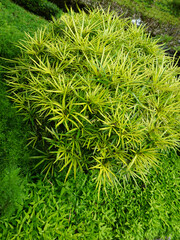 Decorative Plants Podocarpus Macrophyllus In The House Garden At Badung, Bali, Indonesia