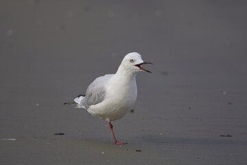 Seagull Calling on the Beach