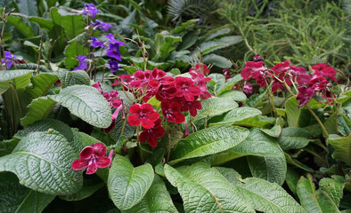 Streptocarpus ionanthus or Saintpaulia ionantha is a species of Streptocarpus in the section Saintpaulia, commonly known as an African violet. Purple flowers in the window. Space for copy txt