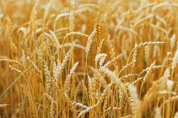 Golden Wheat field background, ripe ears of wheat on field at natural light. Yellow ripe grains bread crop, good harvest in agricultural field, autumn season. Crops field grain culture at sunlight