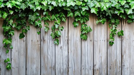 Wooden fence covered with green ivy leaves and creeping vines spreading across the surface