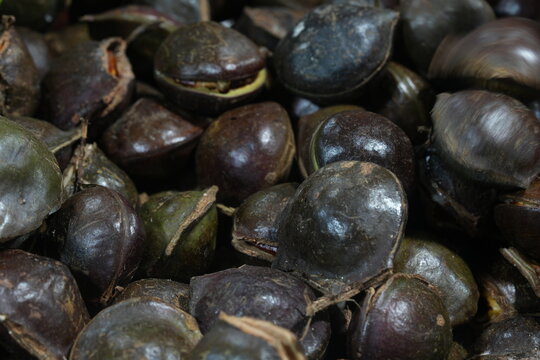 Archidendron pauciflorum, commonly known as djenkol, jengkol or jering, is a species of flowering tree in the pea family,