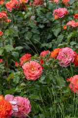 Orange pink rose bud in the garden. Flower red petals bush flowerbed. Red roses outdoor
