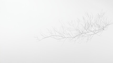 Fototapeta premium A white canvas with a single, delicate line drawing
