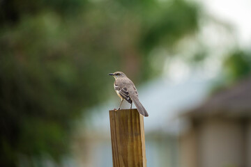 A Northern mockingbird bird perched on a fence pole