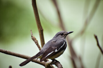 blackbird on a branch