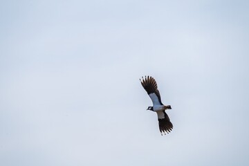 the lapwing also known as the peewit with beautiful green and purple iridescent plumage and distinctive crest in flight