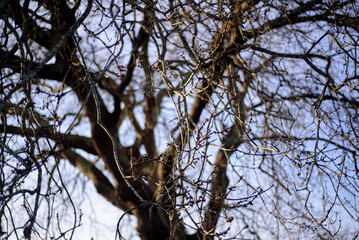 Ramas sin hojas de árbol grande en invierno