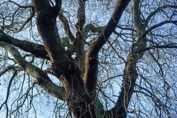 Ramas sin hojas de árbol grande en invierno