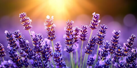 Fototapeta premium Sunlit Lavender Field: A Serene Summer Scene