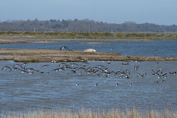 gaggle of Brent geese Branta bernicla coming in to land in the water