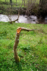 Tronco quebrado de árbol fino
