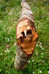 Tronco quebrado de árbol fino