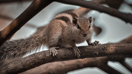 squirrel on a tree