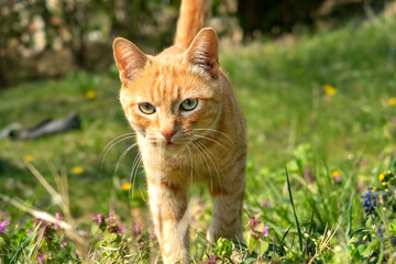 orange cat walking towards the viewer in a grassy outdoor setting