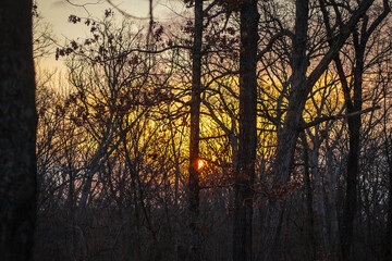 Fototapeta premium Sunrise through the trees