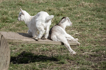 cute young goats kids on a seesaw