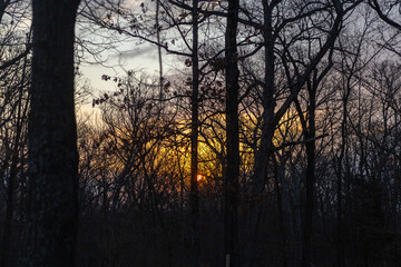 Sunrise Through Woods 