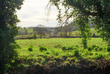 Pradera verde junto a orilla de río