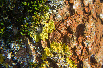 Liquen y musgo en corteza de tronco de árbol