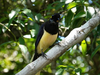 Plush-crested Jay Bird at Iguazu falls in Argentina.