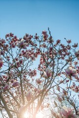 Blossoming magnolia flowers against a clear blue sky in early spring