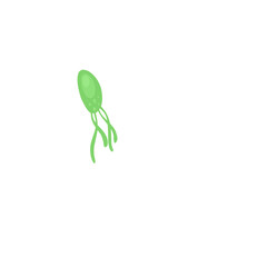 Helicobacter pylori bacteria