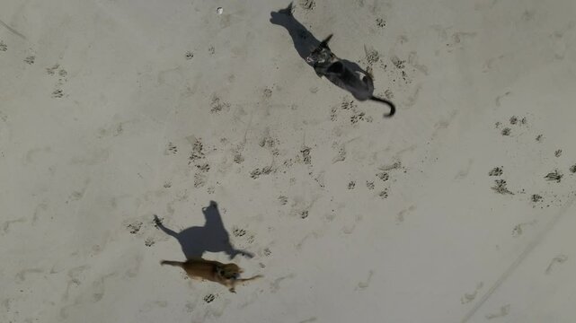 Cachorro pulando  e correndo na praia atras do drone