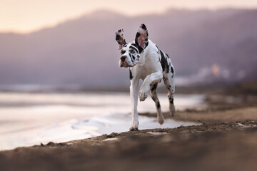 Great dane dog on the beach