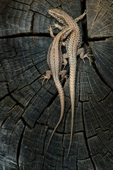 Waldeidechsenpaar beim Sonnenbaden 