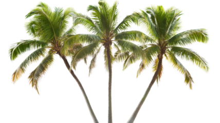 Three coconut palm trees swaying gently in the breeze with transparent background