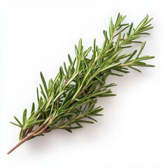 Fototapeta premium rosemary isolated