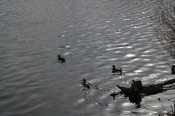 Du Lac de Villerest à St Haon le Châtel