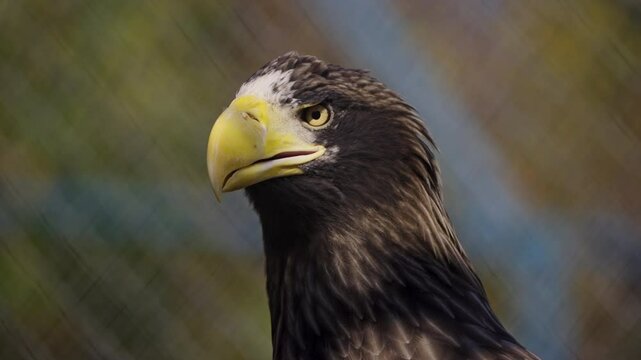 Close-up view portrait of Haliaeetus pelagicus (Steller's sea eagle or white-shouldered eagle) bird with yellow beak in a cloudy summer day